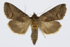 Abrostola tripartita
