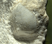 Tanidromites insignis