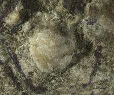 Goniodromites kubai
