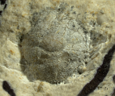 Goniodromites kubai