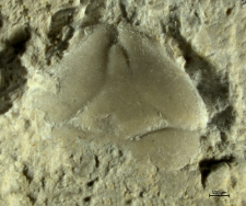 Tanidromites sculpta