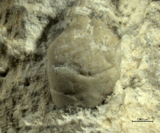 Tanidromites sculpta