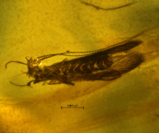 Trichoptera