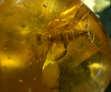 Rhagionidae