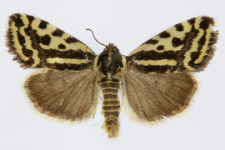 Acontia trabealis