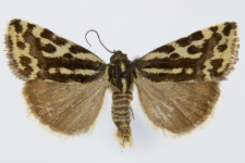 Acontia trabealis