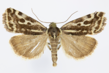 Acontia trabealis