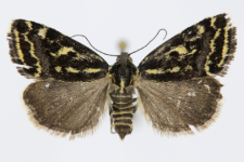 Acontia trabealis