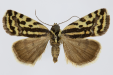 Acontia trabealis