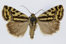 Acontia trabealis