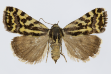 Acontia trabealis
