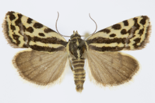 Acontia trabealis