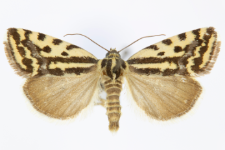 Acontia trabealis