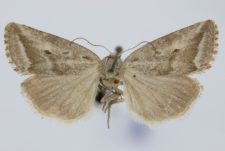 Phyllophila obliterata