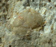 Tanidromites sculpta