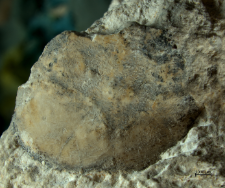 Tanidromitidae