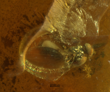 Dolichopodidae