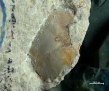 Tanidromitidae