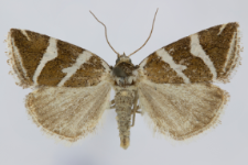Deltote bankiana