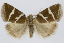 Deltote bankiana