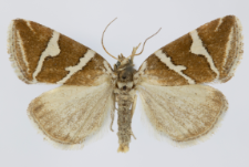 Deltote bankiana
