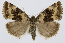 Deltote deceptoria