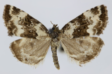 Deltote deceptoria