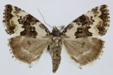 Deltote deceptoria