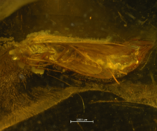 Trichoptera