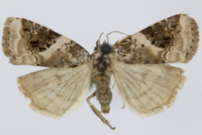 Pseudeustrotia candidula