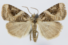 Pseudeustrotia candidula