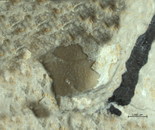 Tanidromitidae