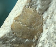 Tanidromitidae