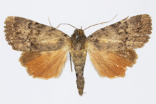 Amphipyra pyramidea