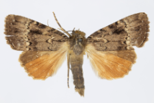 Amphipyra pyramidea