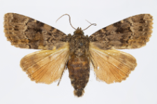 Amphipyra pyramidea