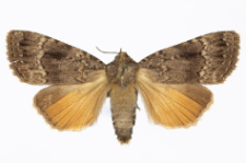 Amphipyra pyramidea