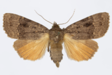Amphipyra pyramidea