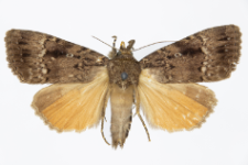 Amphipyra pyramidea