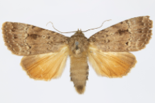 Amphipyra pyramidea
