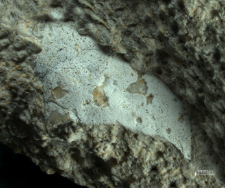 Tanidromitidae