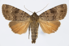 Amphipyra pyramidea