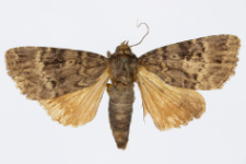 Amphipyra pyramidea