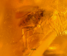 Dolichopodidae