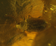 Ptinidae (Anobiinae)
