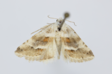 Eublemma minutata