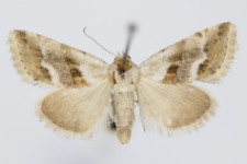 Eublemma minutata