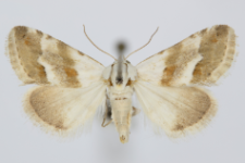 Eublemma minutata
