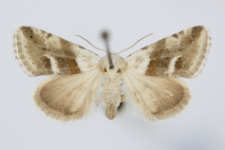 Eublemma minutata