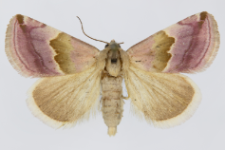 Eublemma rosea